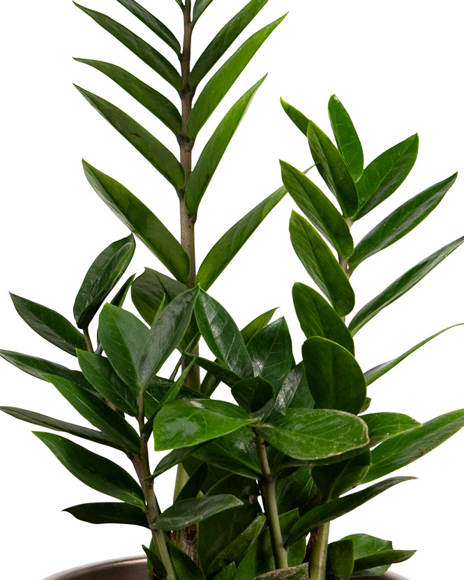 Zamioculcas Plant