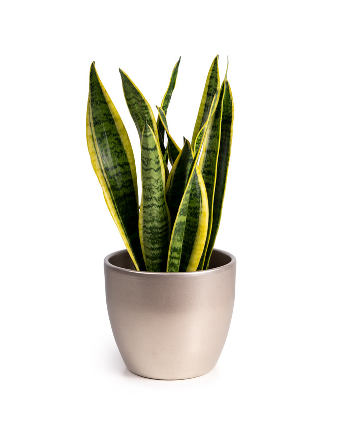 Planta Sansevieria (Limba Soacrei)