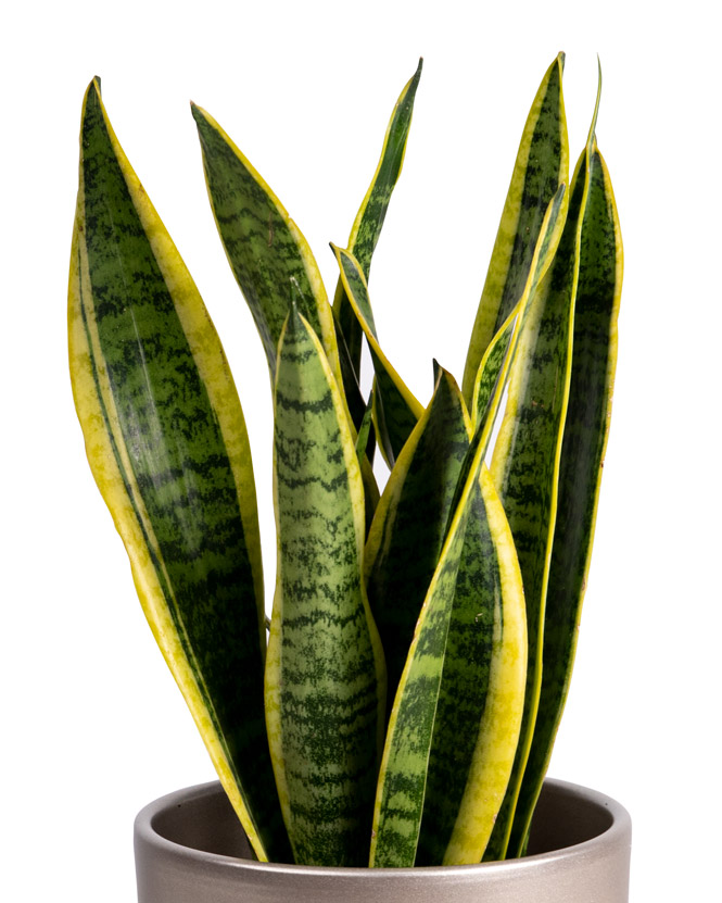 Sansevieria Plant