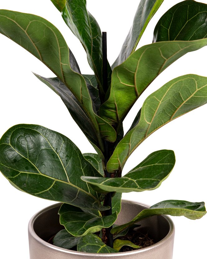 Planta Ficus Lyrata Bambino