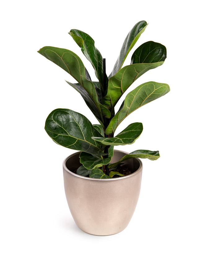 Ficus Lyrata Bambino plant