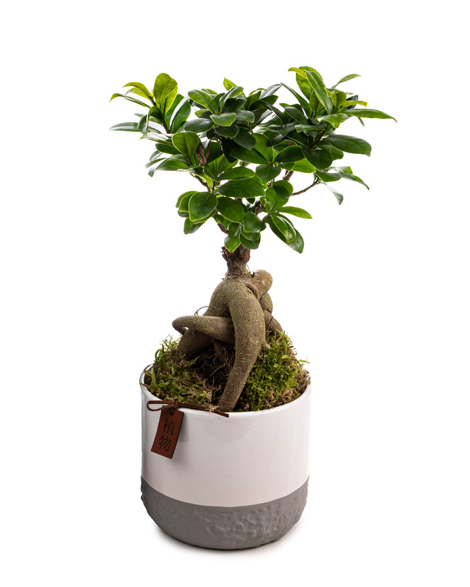 Ficus Ginseng plant