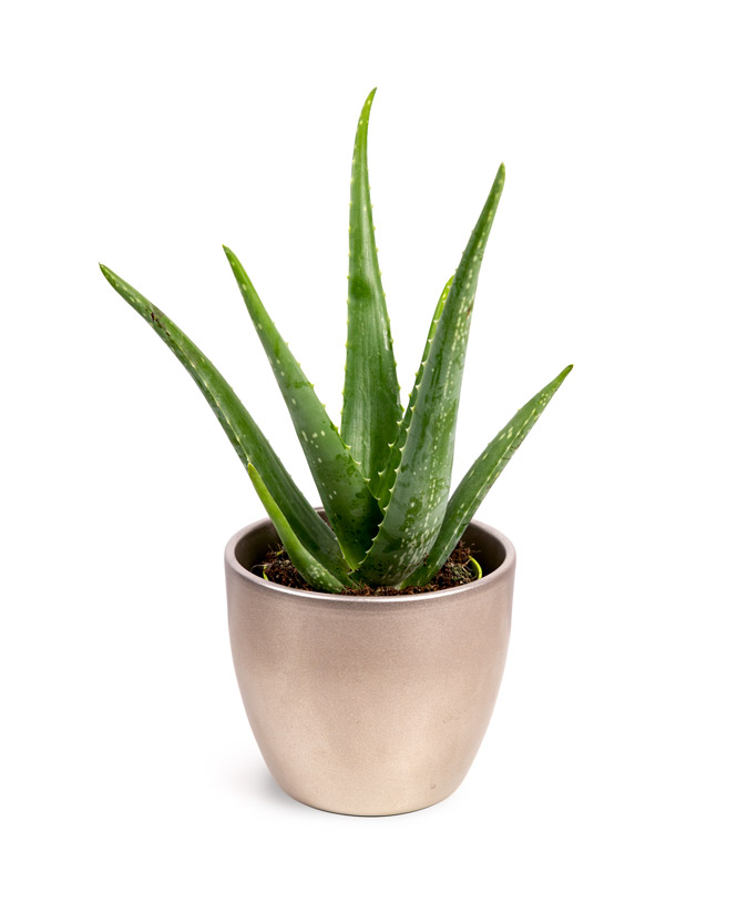 Planta Aloe Vera