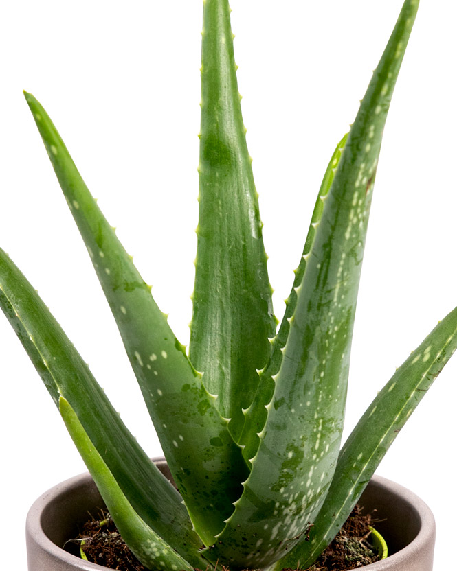 Planta Aloe Vera