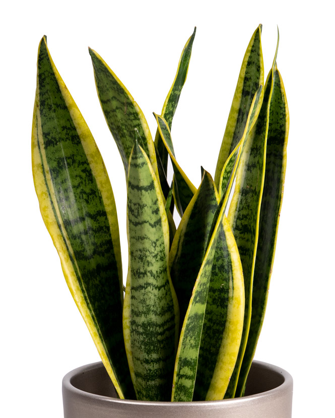Sansevieria and Asbach brandy and coffee chocolate