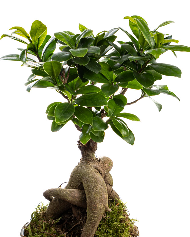 Ficus Ginseng și ciocolată cu aromă de ceai