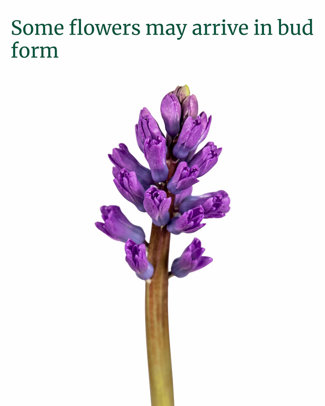 Hyacinth arangement