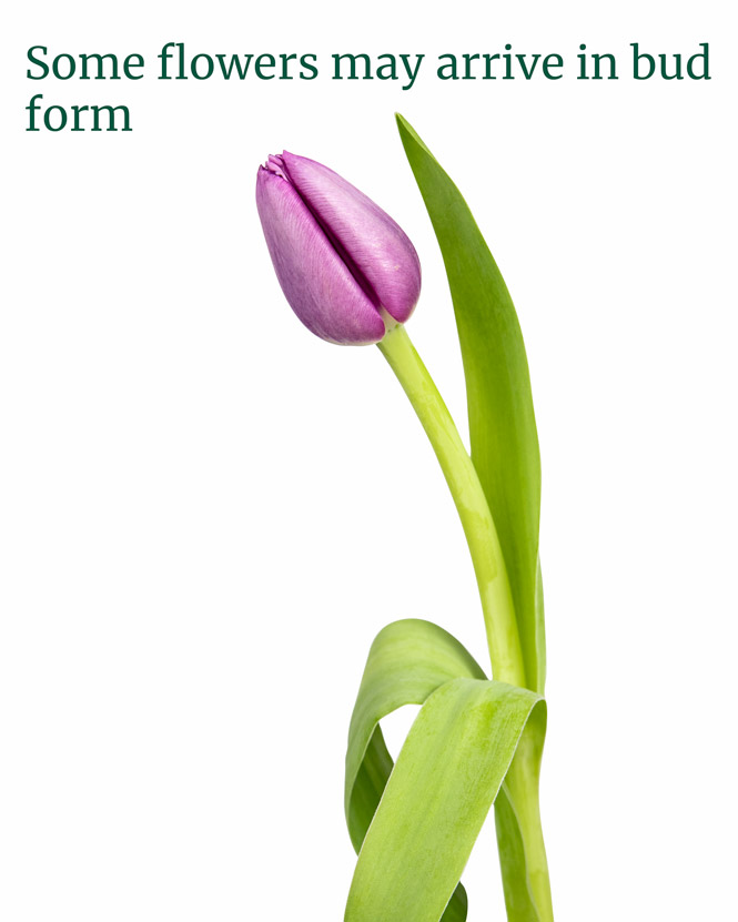 101 tulip arrangement