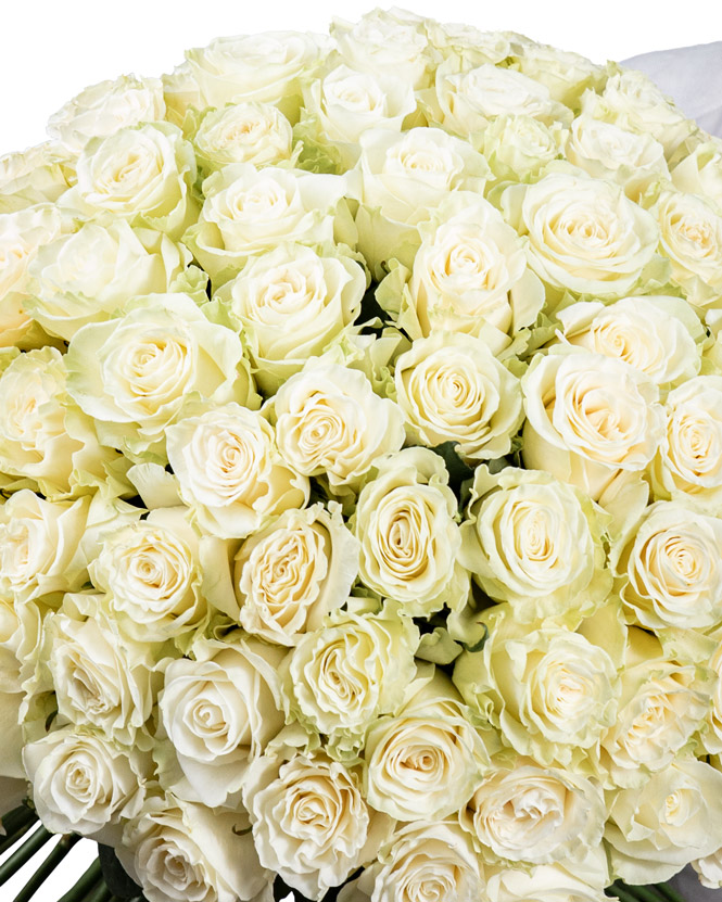 101 trandafiri albi 