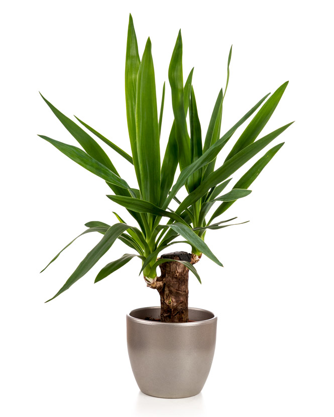 Planta yucca cu 1 tulpină în ghiveci decorativ