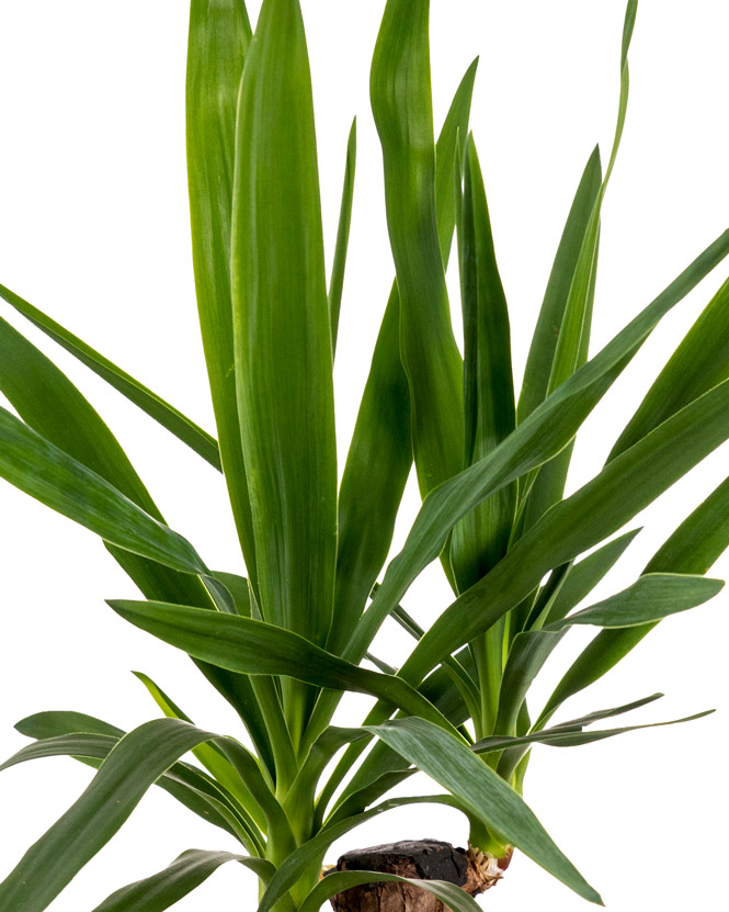 Planta yucca cu 1 tulpină în ghiveci decorativ