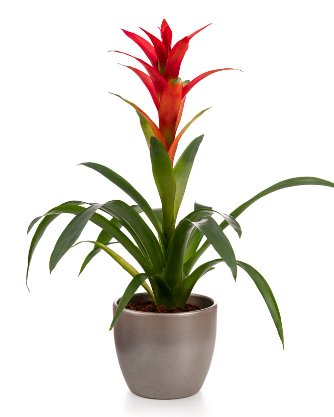 Guzmania, an indoor plant