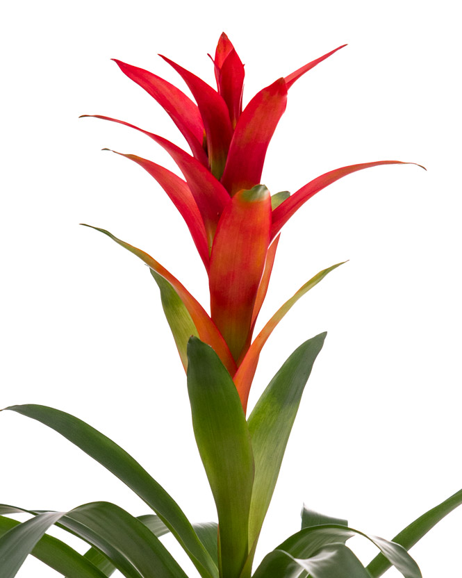 Guzmania, an indoor plant
