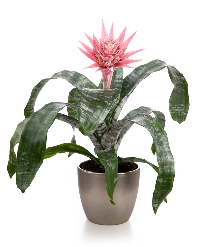 Aechmea plant in a decorative pot