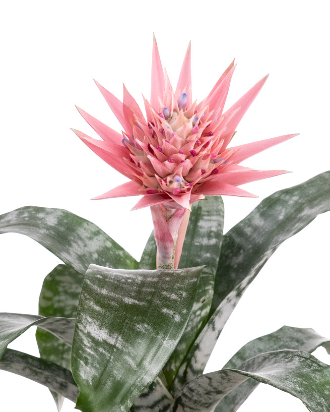 Aechmea plant in a decorative pot