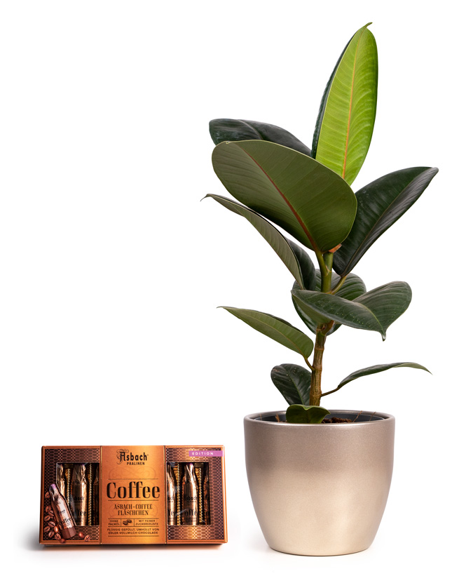 Ficus Elastica și ciocolată cu brandy Asbach și cafea
