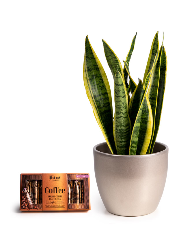 Sansevieria and Asbach brandy and coffee chocolate