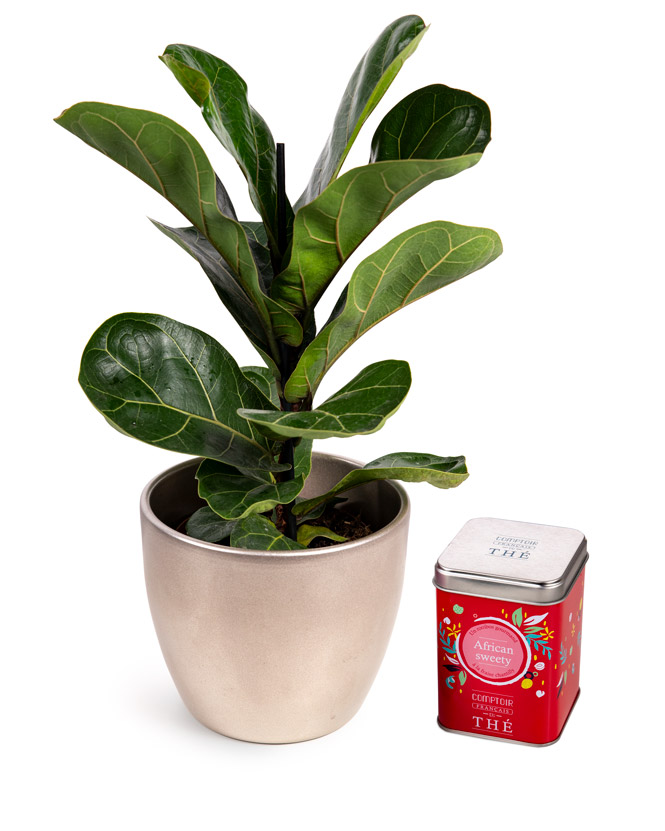 Ficus Lyrata and Strawberry Rooibos Tea