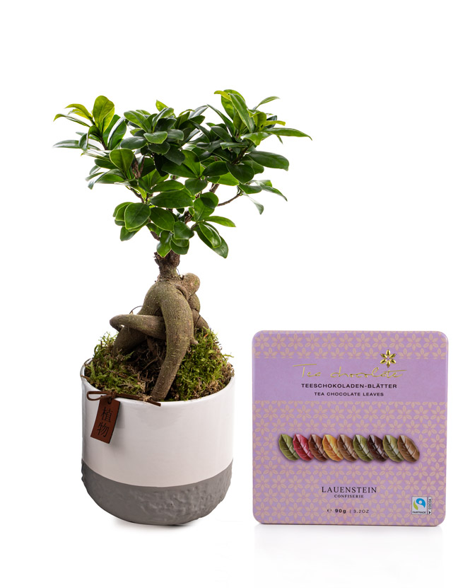 Ficus Ginseng și ciocolată cu aromă de ceai