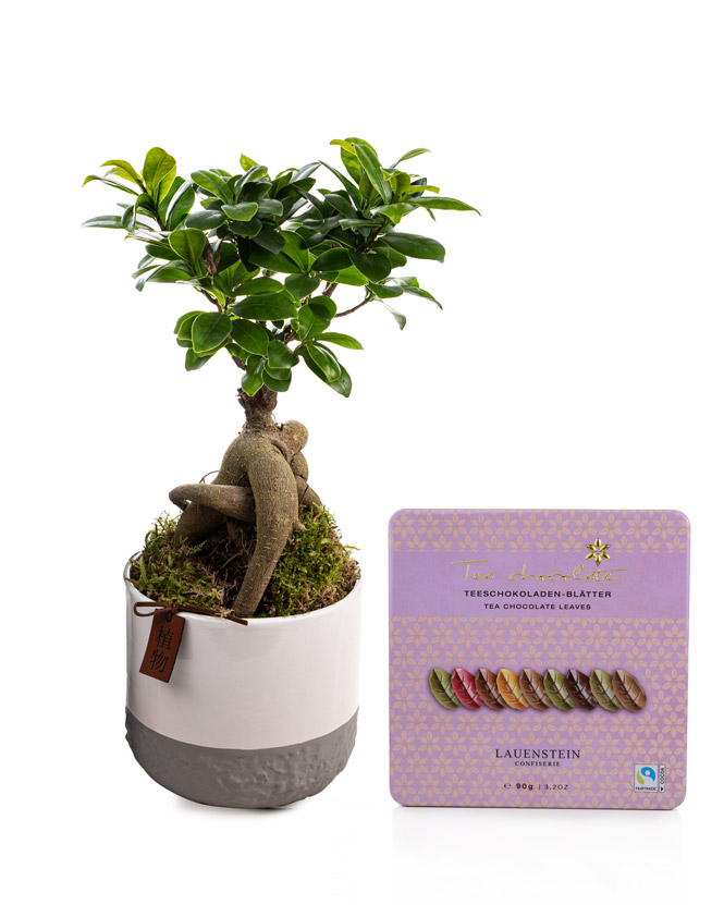 Ficus Ginseng and tea flavor chocolate