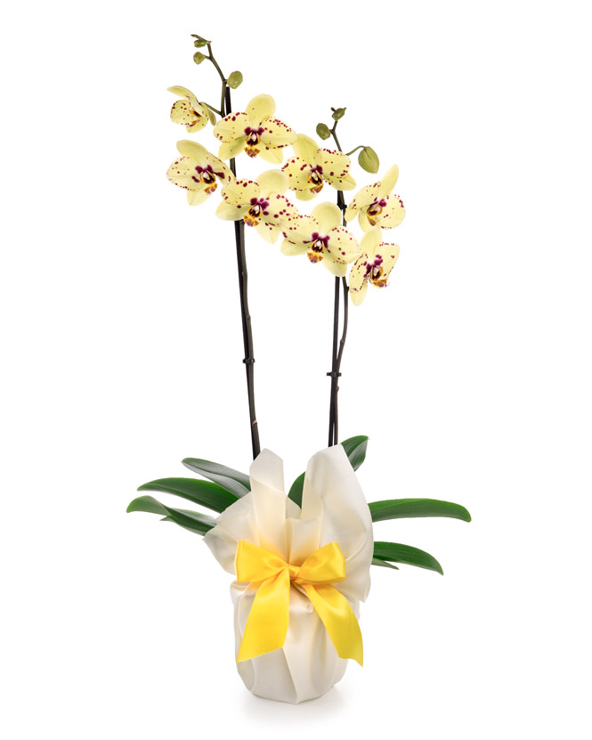 Orhidee Phalaenopsis galbena