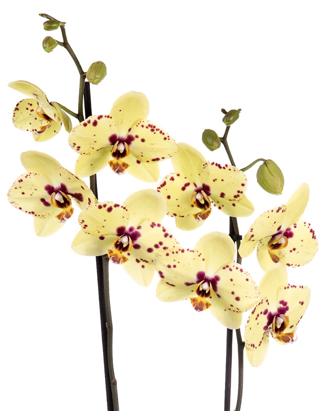 Orhidee Phalaenopsis galbena