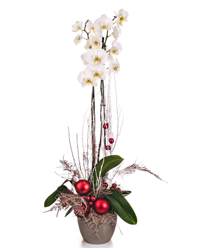 Orhidee decorată de Crăciun