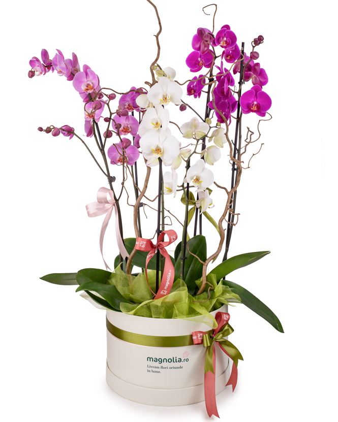 Aranjament cu orhidee Phalaenopsis