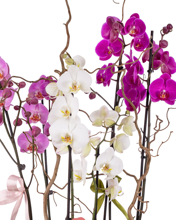 Phalaenopsis orchid arrangement