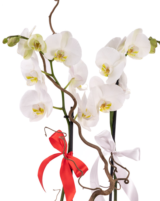 Aranjament orhidee Phalaenopsis albă cu ambalaj elegant