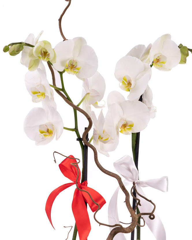 White Phalaenopsis orchid arrangement & wrapper