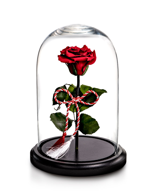 Preserved rose for 1st of March
