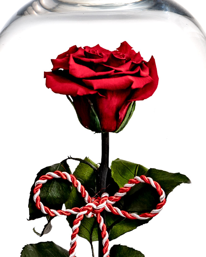 Preserved rose for 1st of March