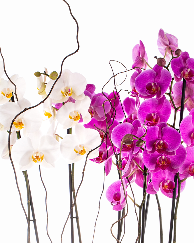 Aranjament cu orhidee Phalaenopsis