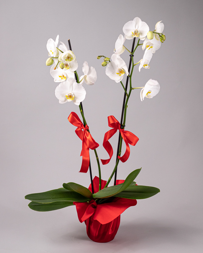 Arrangement with white Phalaenopsis orchid