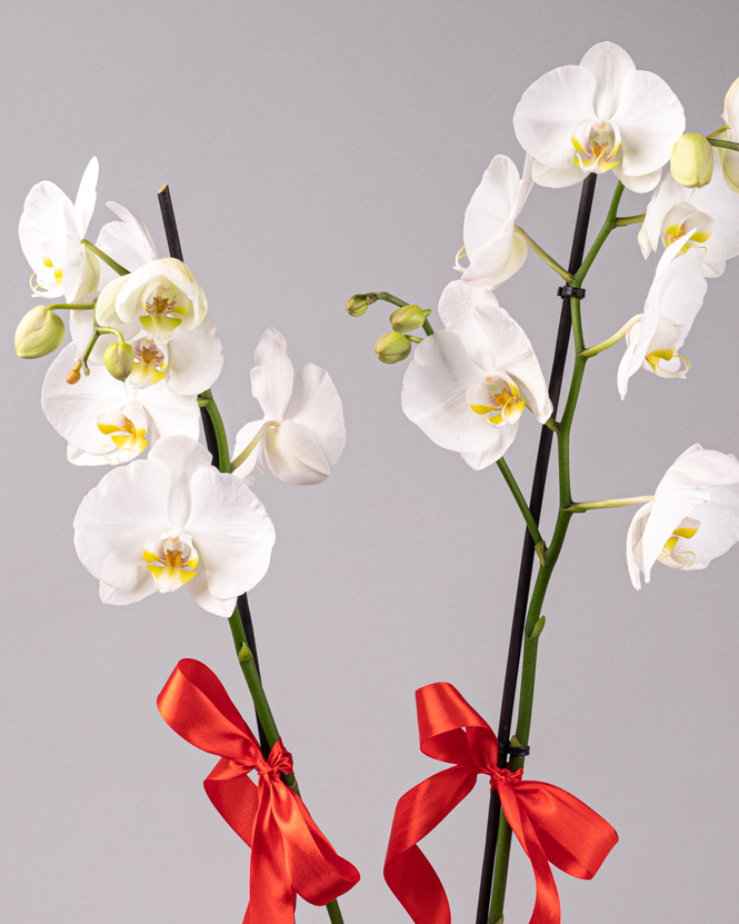 Arrangement with white Phalaenopsis orchid