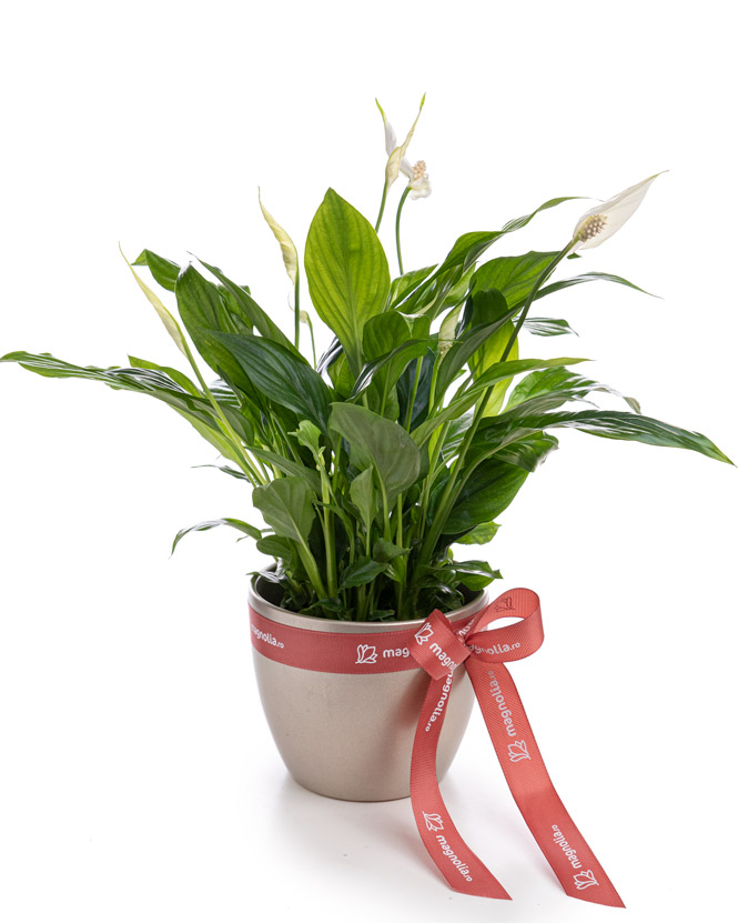 Planta Spathyphyllum cu ghiveci decorativ