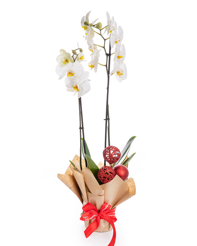 Orchid with Christmas ornaments