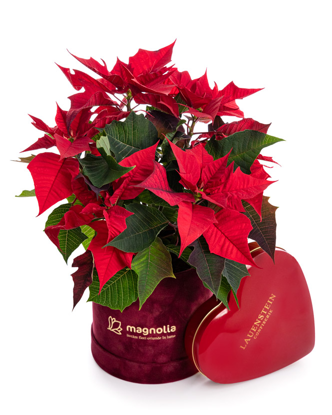 Poinsettia Arrangement