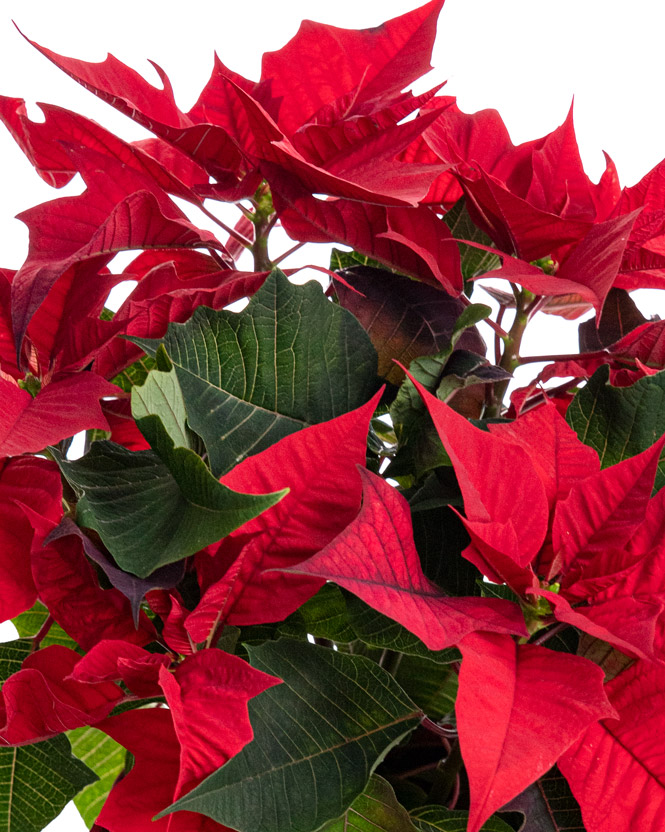 Poinsettia Arrangement