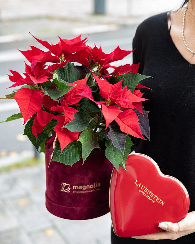 Poinsettia Arrangement