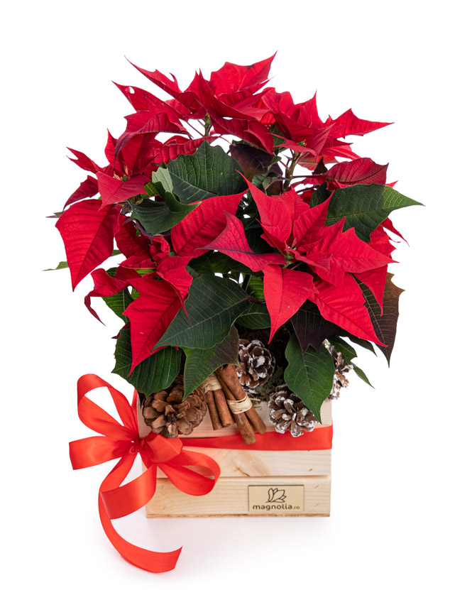 Christmas arrangement with Euphorbia