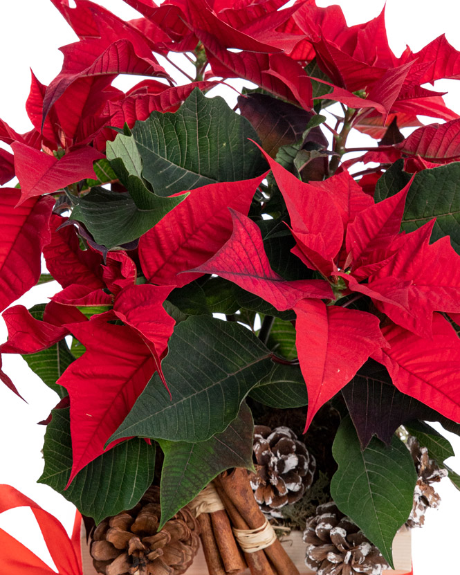 Christmas arrangement with Euphorbia