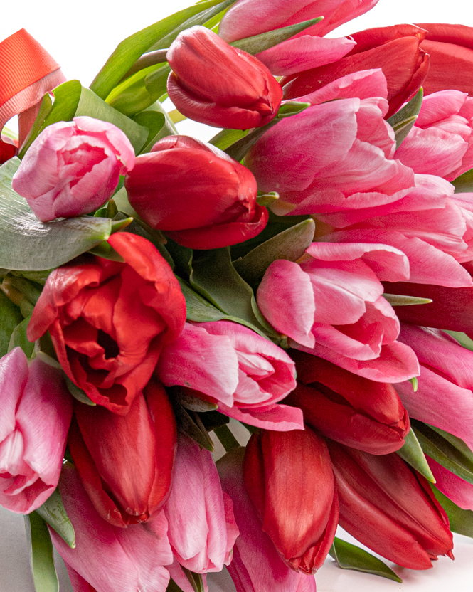 Bouquet of pink and red tulips