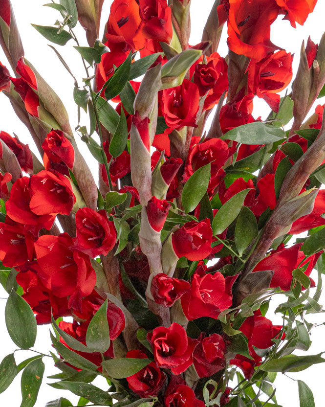 Gladioli bouquet