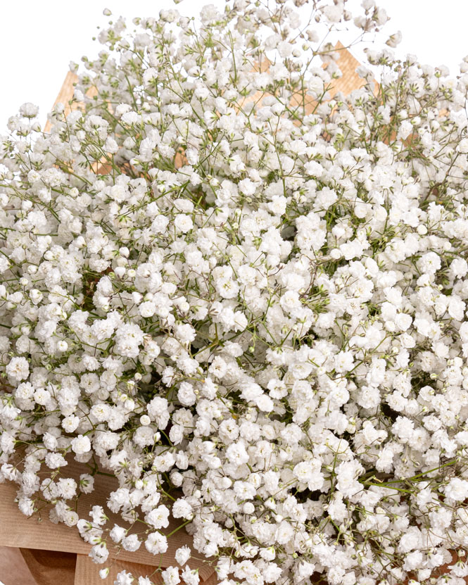 Gypsophila Bouquet