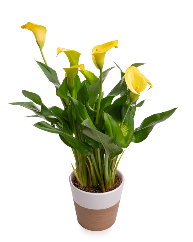 Yellow calla lilies in ceramic pots