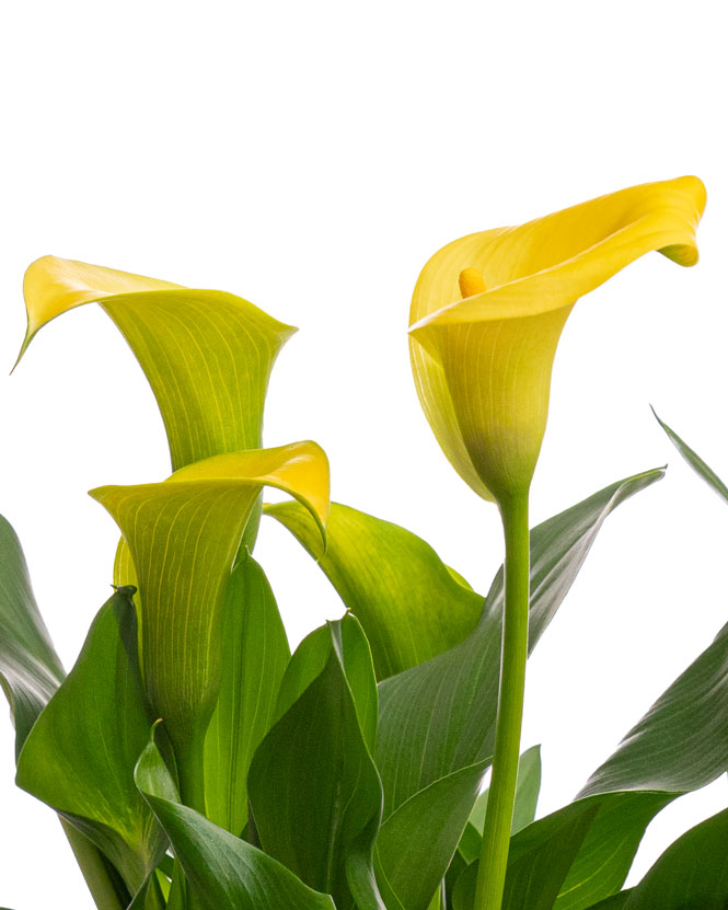 Yellow calla lilies in ceramic pots