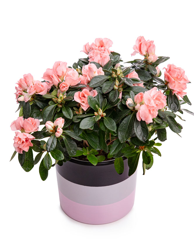 Azalea (Rhododendron) in a ceramic pot