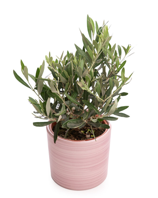 Olive tree (Olea) in a ceramic pot